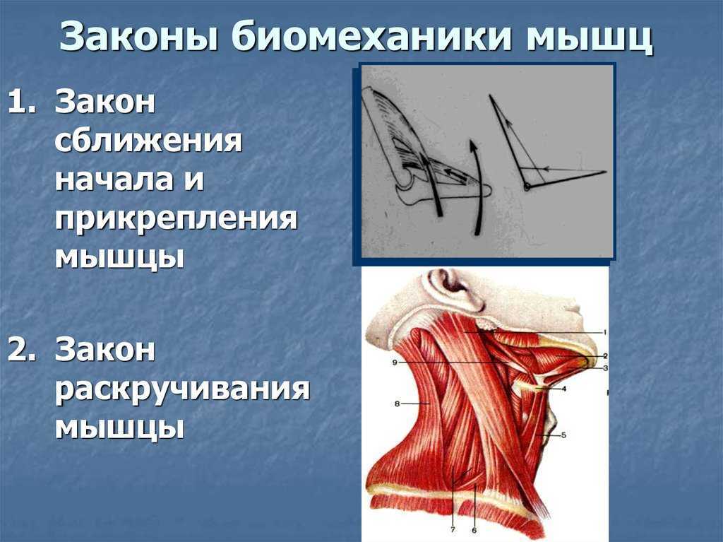 Биомеханика человека проект