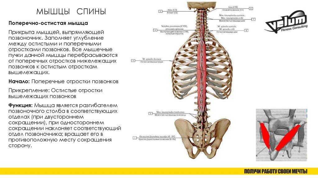 Позвоночник мышцы спины. Функция поперечно-остистой мышцы спины:. Поперечная остистая мышца спины. Остистая мышца грудной клетки. Остистая мышца начало и прикрепление.