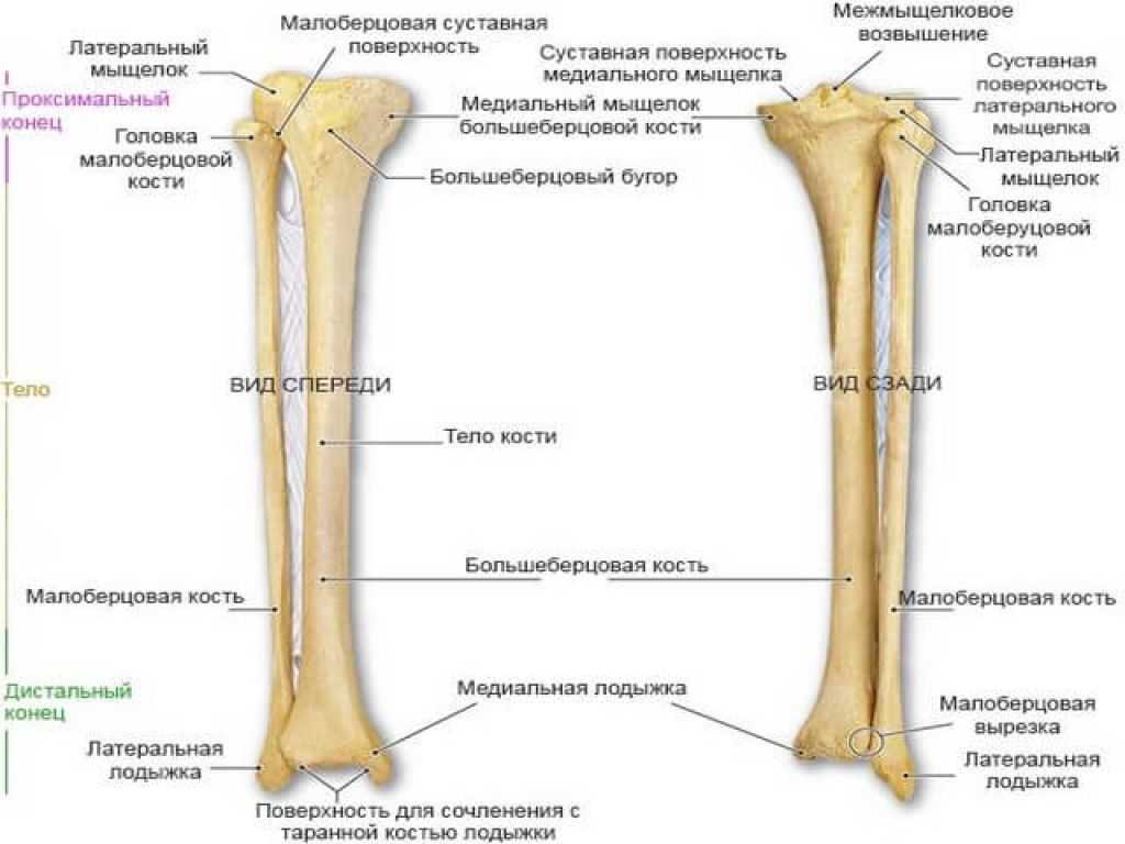 Берцовая кость человека где находится фото