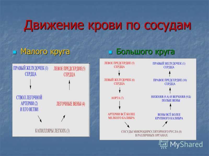 Движение крови по сосудам схема