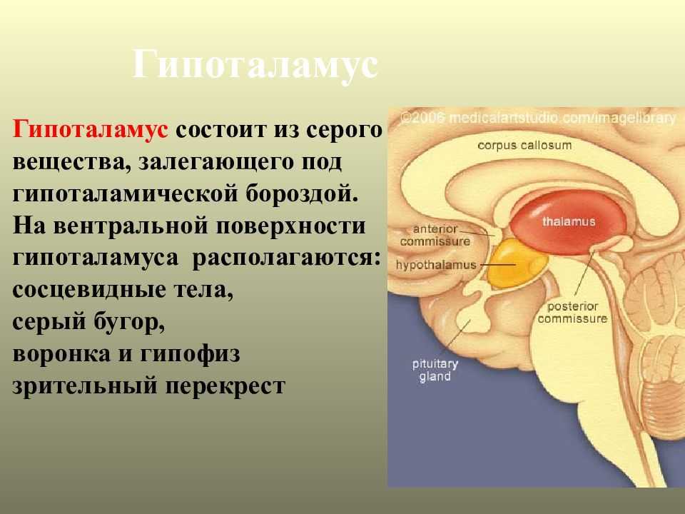Гипоталамус презентация физиология
