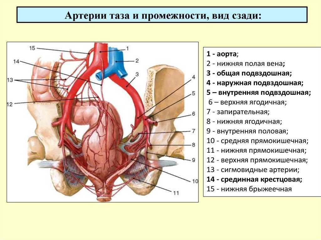 Ветви внутренней подвздошной артерии схема