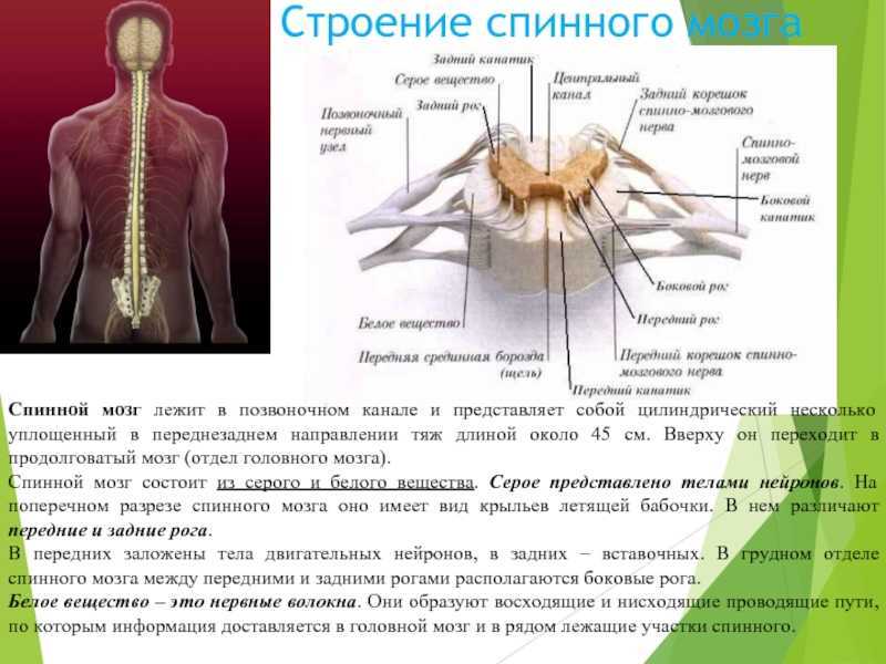 Строение спинного мозга в разрезе