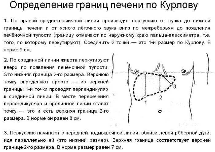 Алгоритм проведения пальпации и перкуссии селезенки по Сали и Курлову, нормы