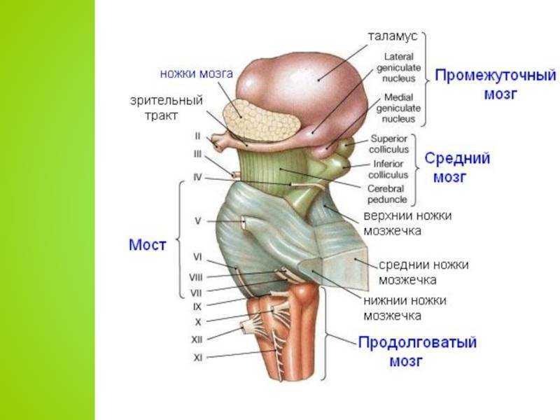 Варолиев мост рисунок