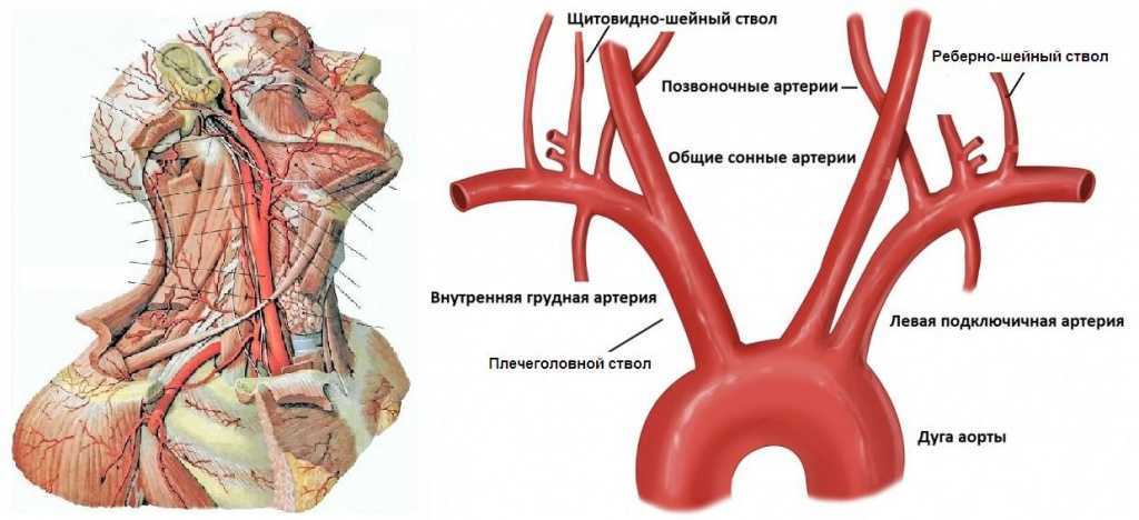 Анатомия брахиоцефальный артерий