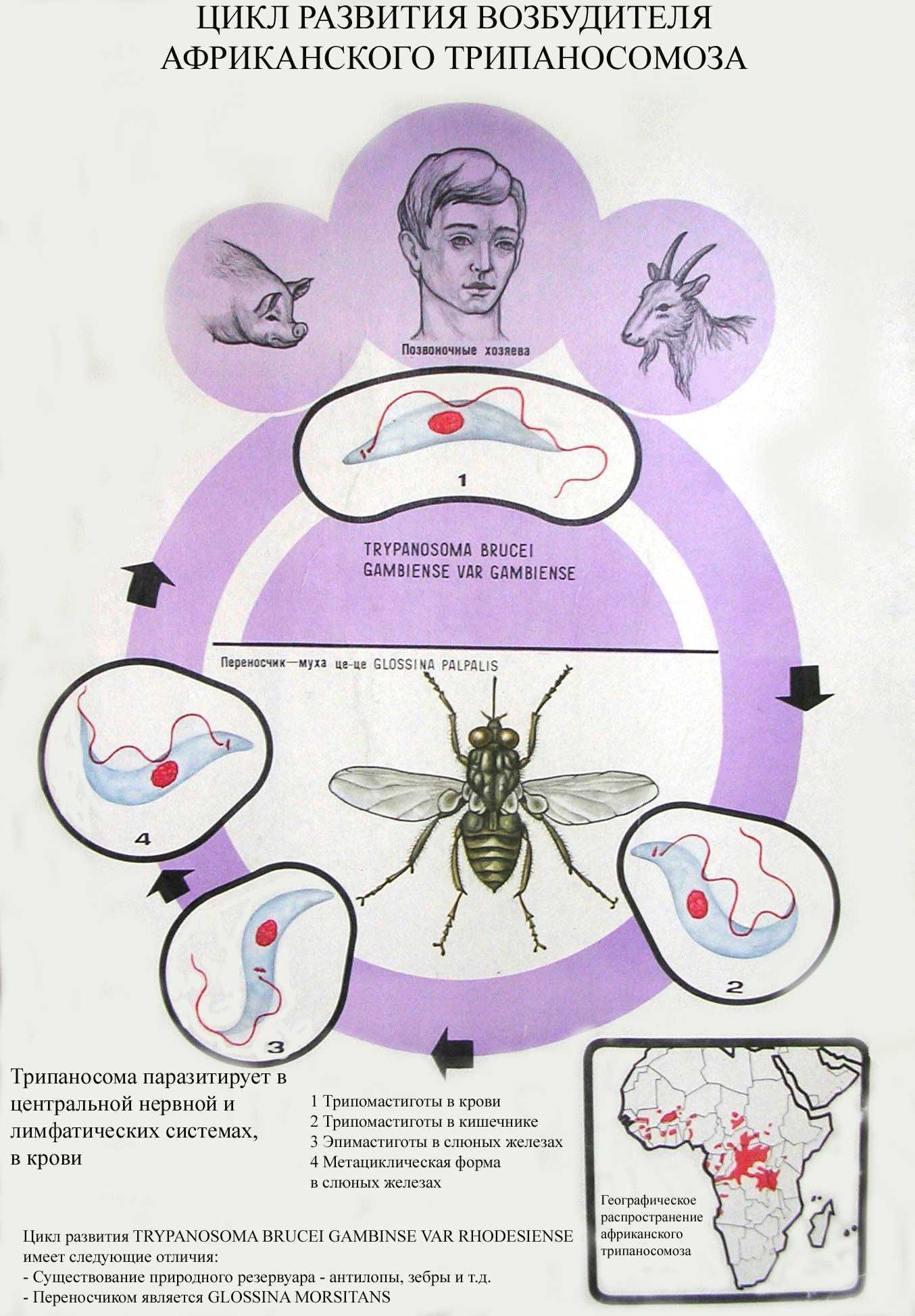Основной хозяин муха цеце основной хозяин человек. Африканский трипаносомоз жизненный цикл. Цикл развития африканского трипаносомоза. Трипаносомоз жизненный цикл. Цикл развития возбудителя трипаносомоза.