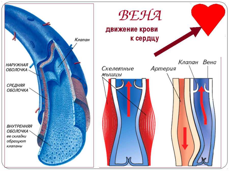 Вены строение картинка