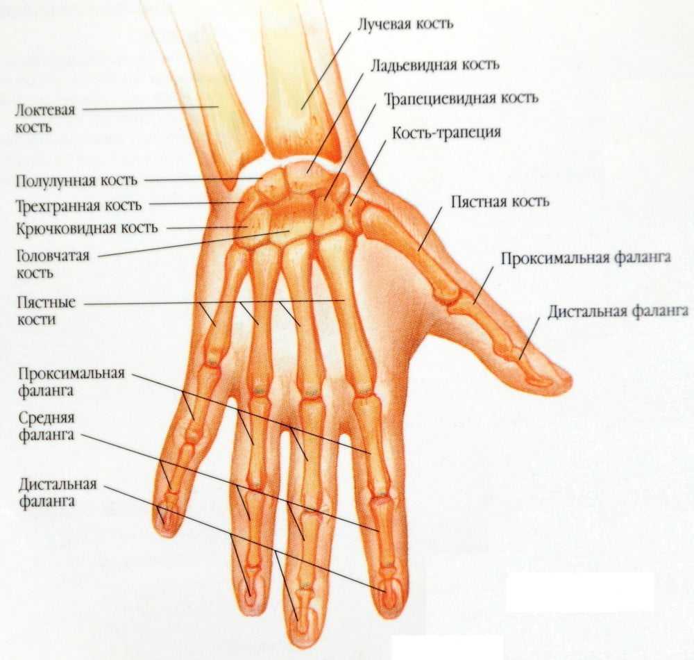 Кисть руки анатомия строение