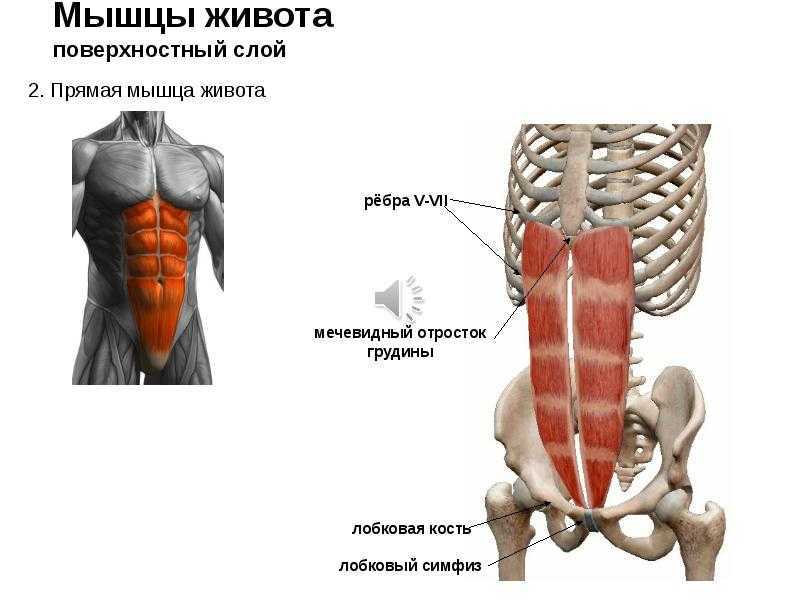 Наружная прямая мышца живота