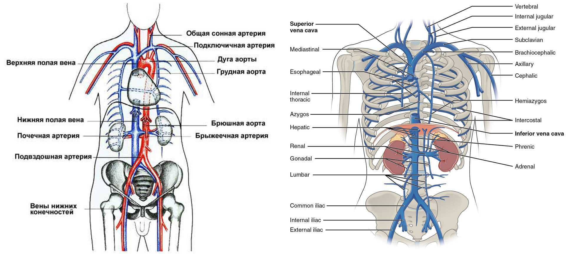 Верхняя полая Вена анатомия схема