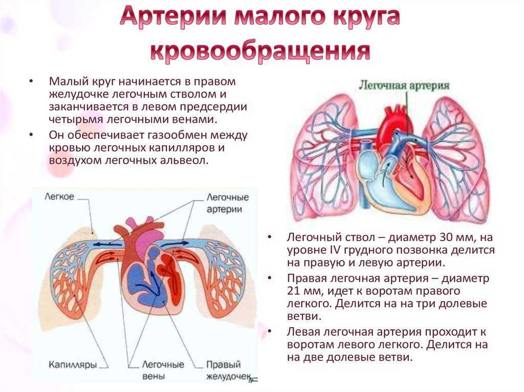 Легочная артерия рисунок