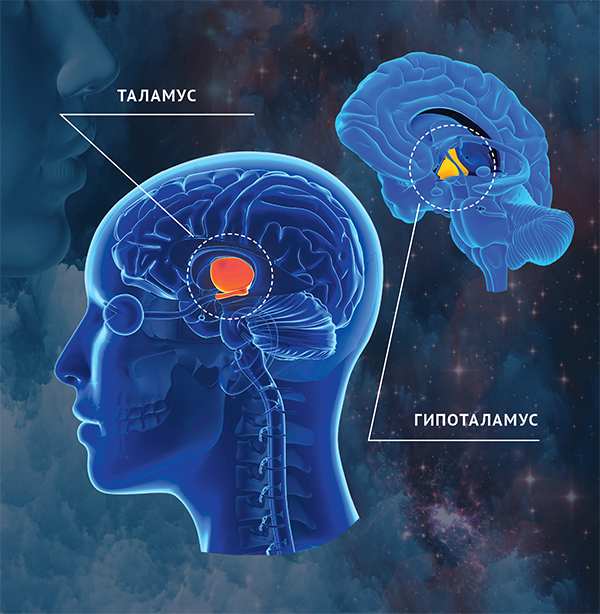 Таламус - frwiki.wiki