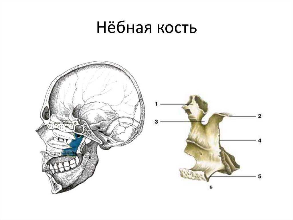 Небная кость. Небная кость анатомия кости. Небная кость строение анатомия. Небная кость в черепе строение. Нёбная кость анатомия человека.