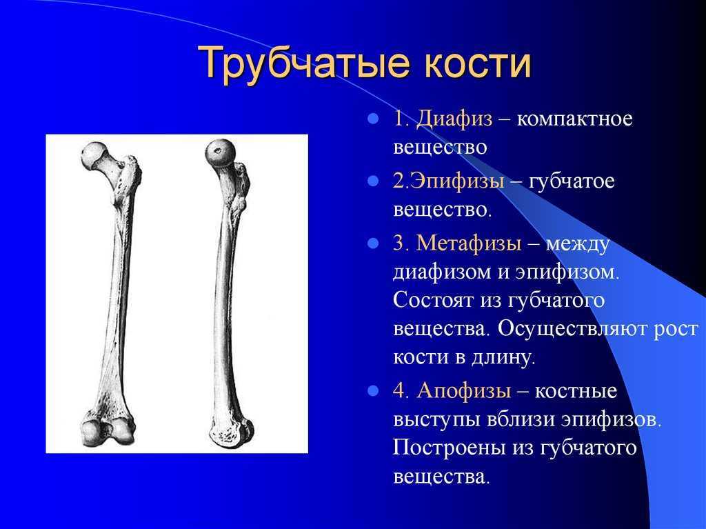 Трубчатые кости человека фото