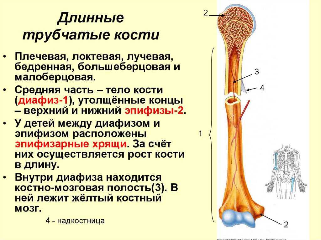 Строение средней части трубчатой кости. Строение длинной трубчатой кости анатомия. Длинные трубчатые кости человека. Длинная трубчатая кость анатомия строение.