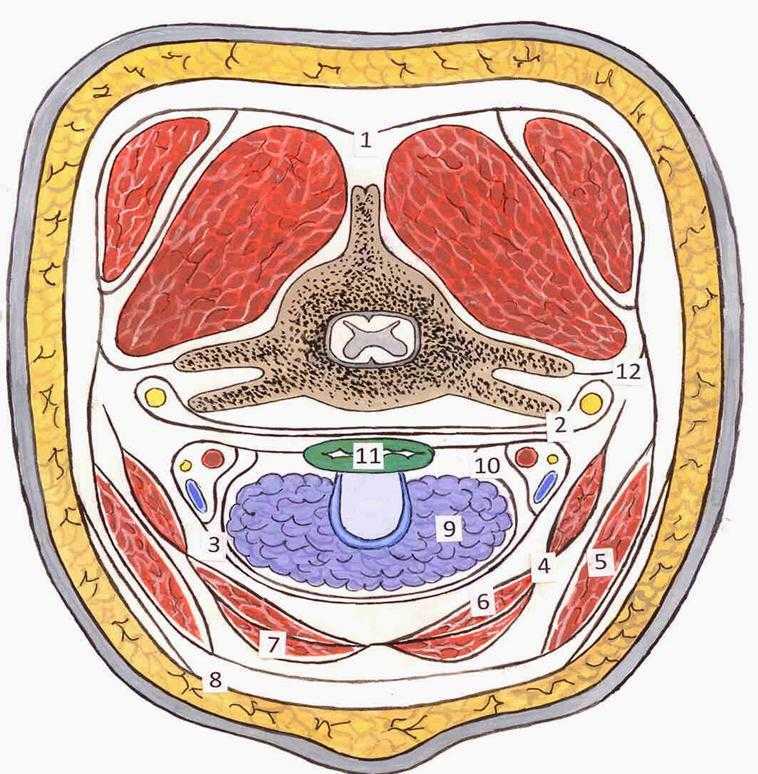 Топографическая анатомия шеи