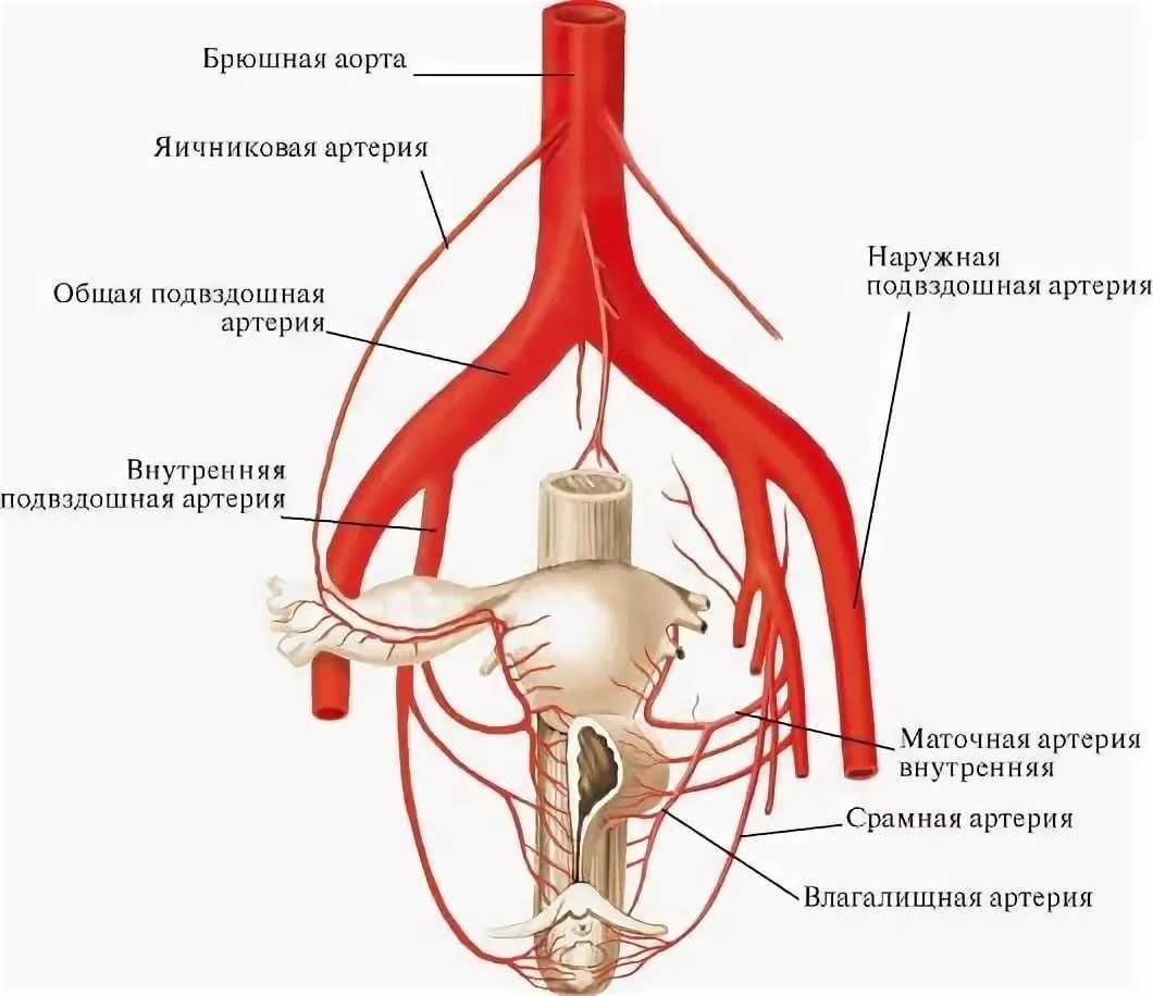 Правая подвздошная артерия. Внутренняя подвздошная артерия анатомия. Кровоснабжение органов матки. Яичниковая артерия Вена анатомия. Топографическая анатомия маточной артерии.