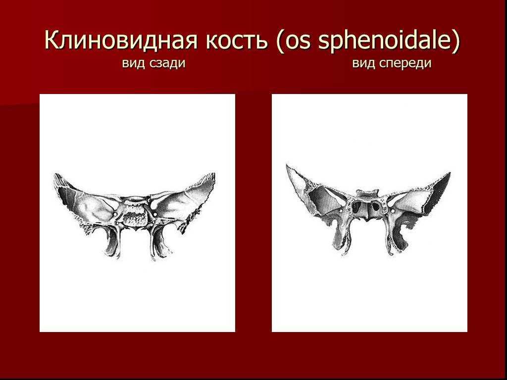 Клиновидная кость фото картинка