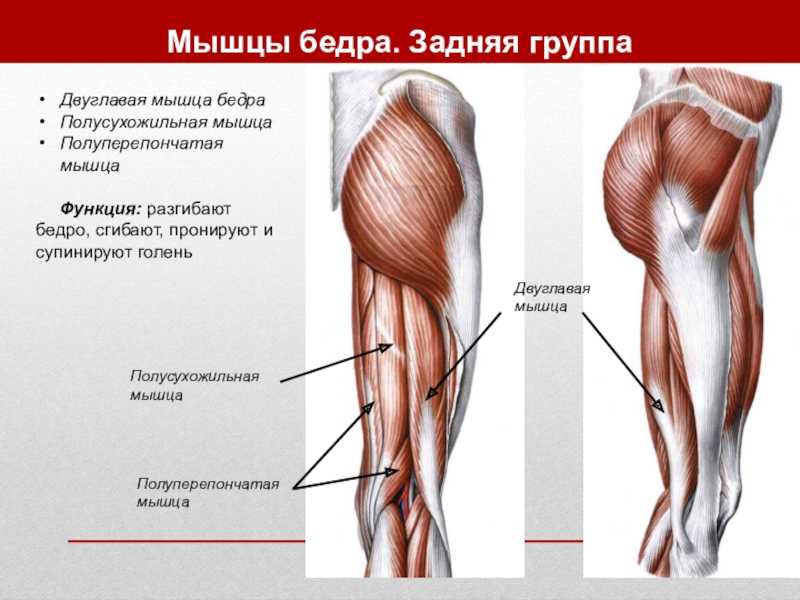 § 14. мышцы нижней конечности [1979 курепина м.м., воккен г.г. - анатомия человека: учебник для биологических факультетов педагогических институтов]