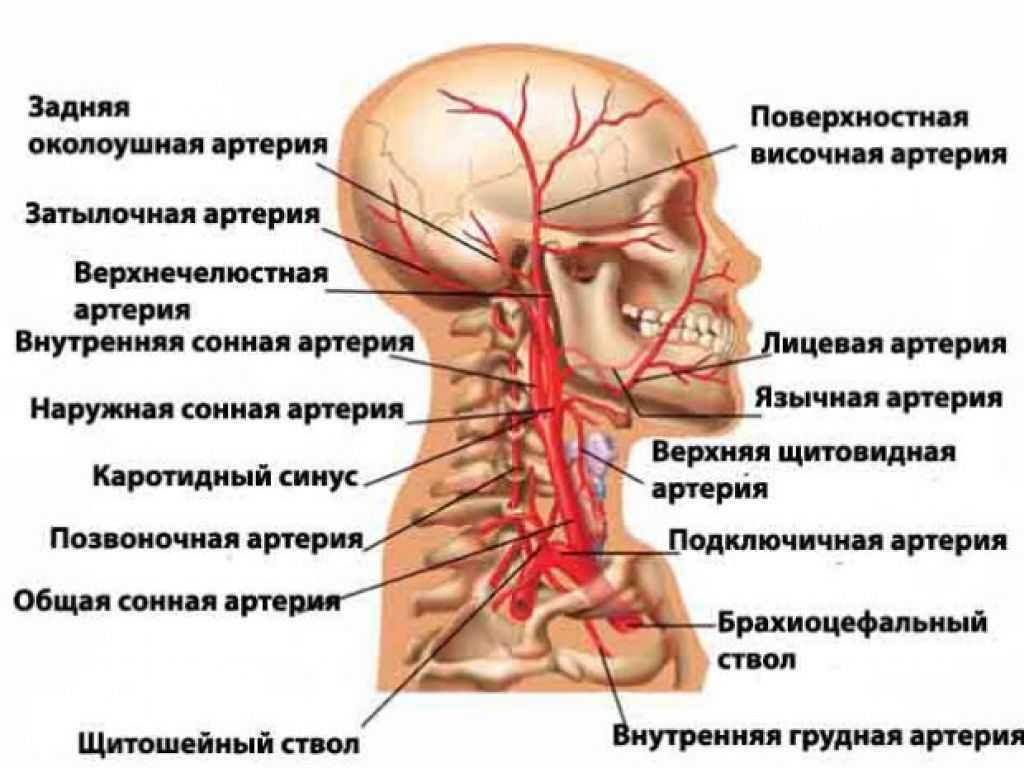 Составьте графологическую схему сонные артерии