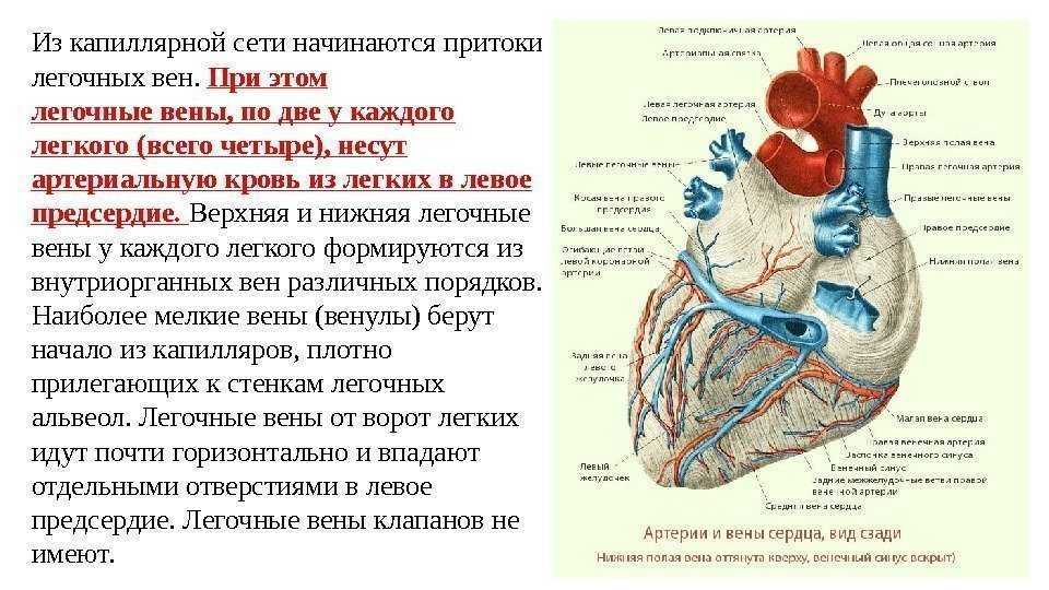 Легочная артерия легочная вена