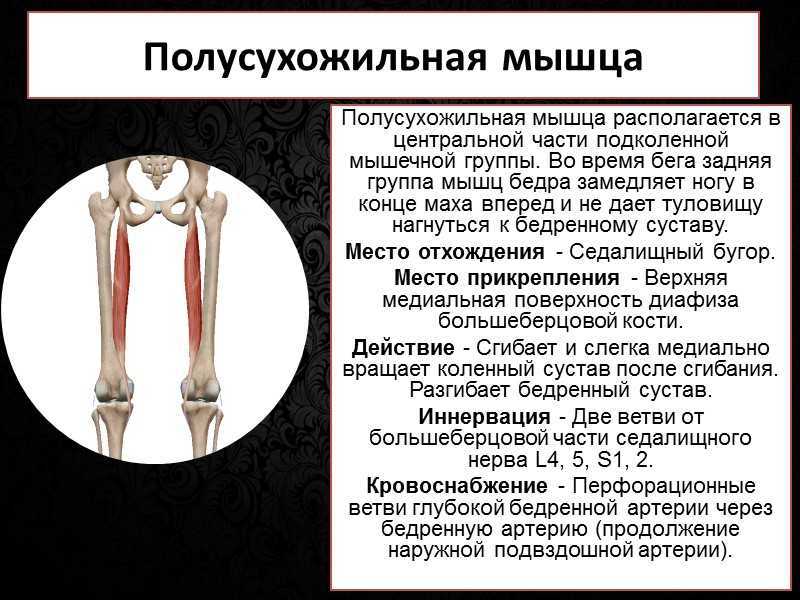 Подвздошно-поясничная мышца - что это и где она находится