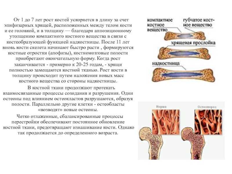 Анатомия бедренной кости человека – информация: