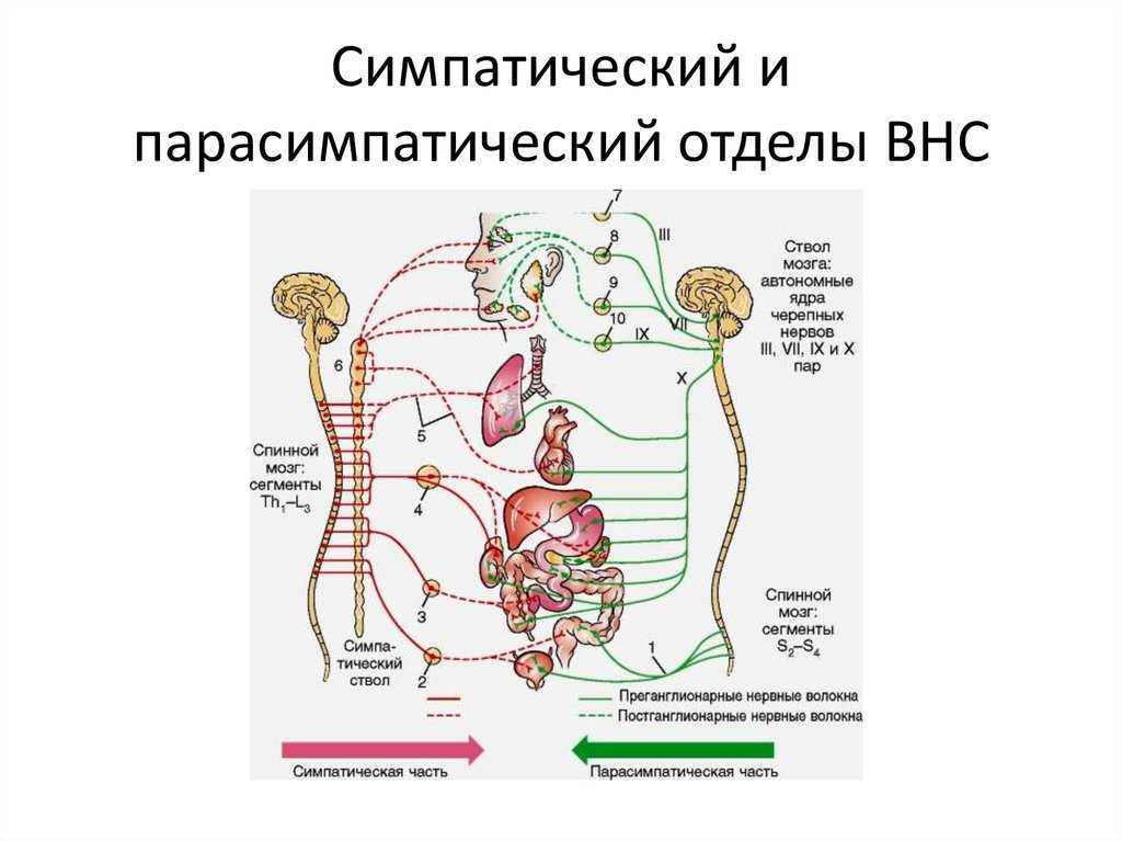 Нервные узлы и нервные стволы. Схема вегетативной автономной нервной системы. Симпатическая часть вегетативной нервной системы схема. Вегетативная парасимпатическая нервная система строение и функции. Симпатическая нервная система анатомия схема.