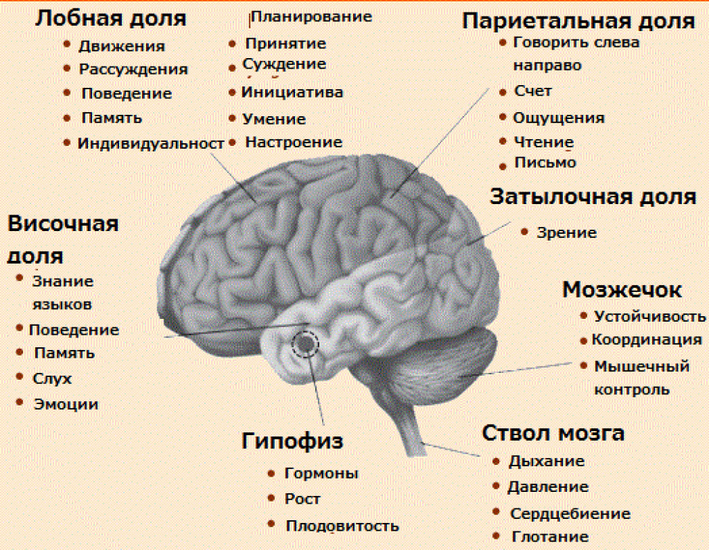 Brain 84. Function of occipital Lobe. Frontal Lobe of Brain. Occipital Brain Lobe functions.