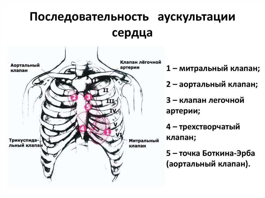 Аускультация живота беременной, точки выслушивания, алгоритм проведения, видео