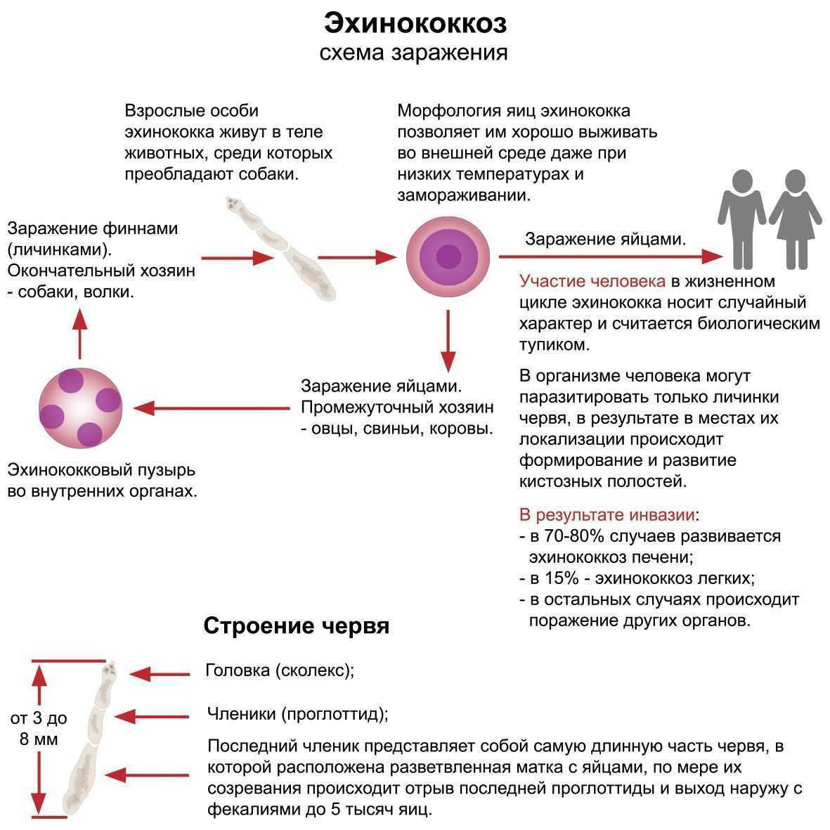 Альвеококк: жизненный цикл и структура, развитие | medded.ru