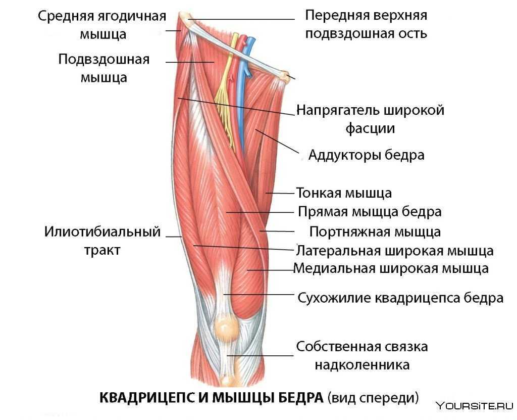 Полуперепончатая мышца бедра