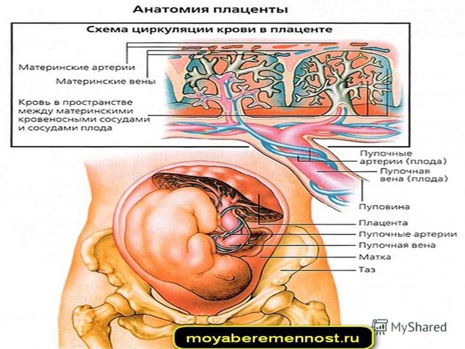 Степень зрелости плаценты по неделям: норма | fok-zdorovie.ru