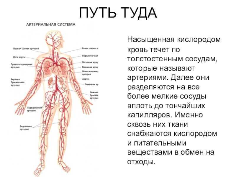 Анатомия артерий человека – информация: