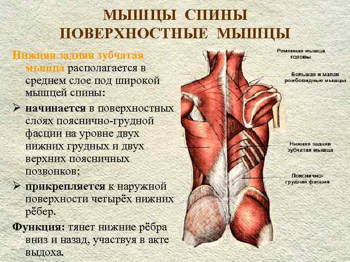 Анатомо-физиологические особенности глубокого слоя мышц дорзальной поверхности