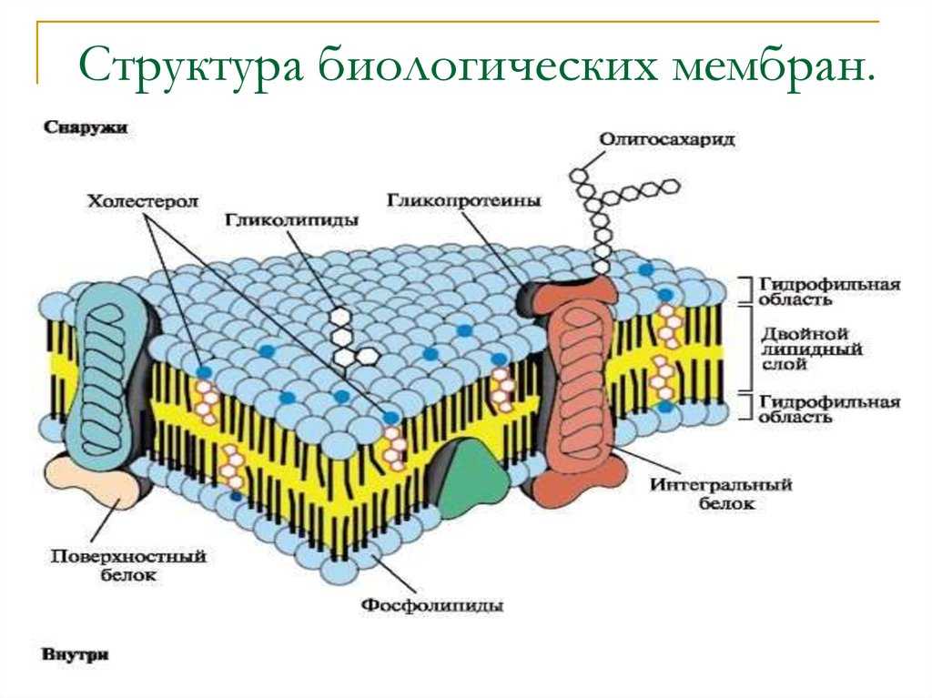 Строение биологической мембраны рисунок