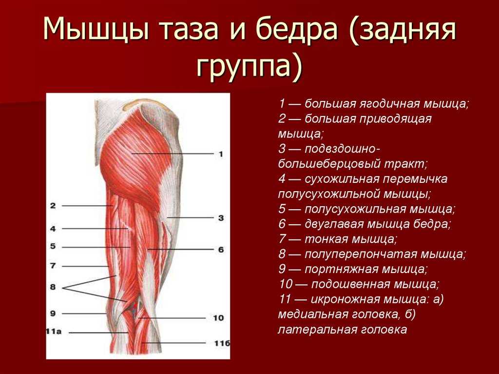 Задняя сторона бедра мышцы