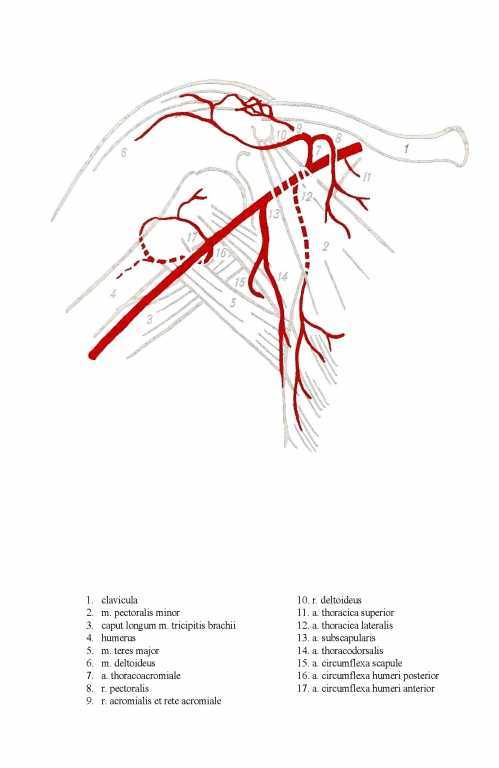 Подмышечная артерия схема