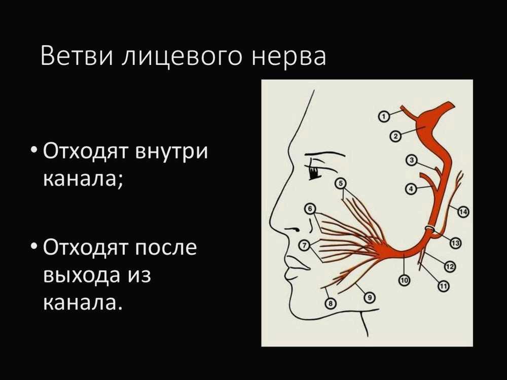 Лицевой нерв анатомия схема на лице фото