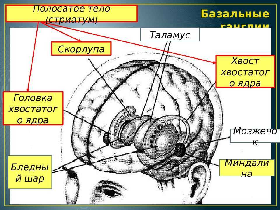 Полосатое тело. Полосатое ядро головного мозга. Стриатум мозга строение. Полосатые тела переднего мозга.