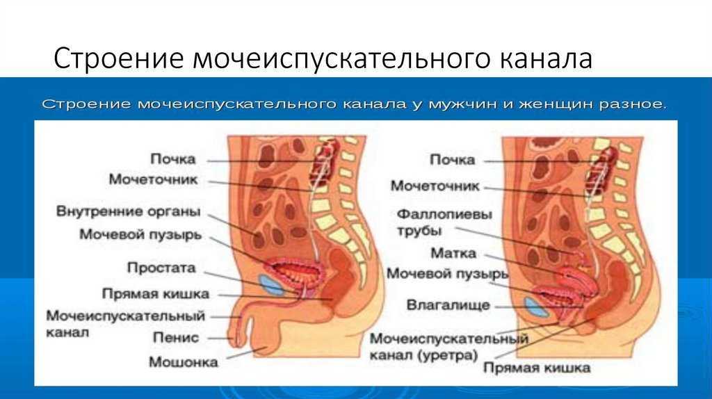 Выделения из уретры: природа, причины