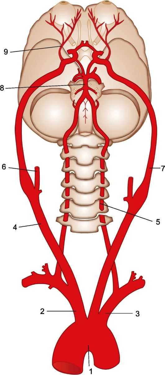 Позвоночная артерия анатомия схема