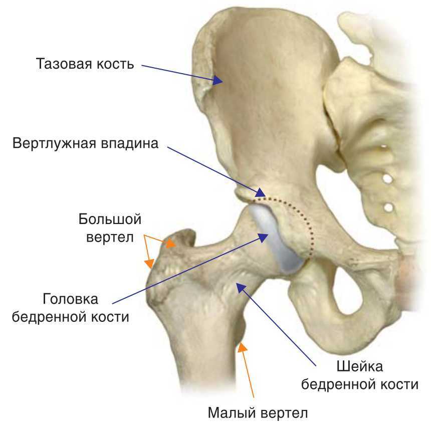 Подвздошная кость где находится у мужчин