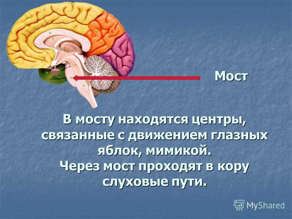 Какую функцию выполняет мост мозга. Отделы головного мозга мост строение. Строение моста в головном мозге. Головной мозг варолиев мост. Мост головного мозга строение и функции.