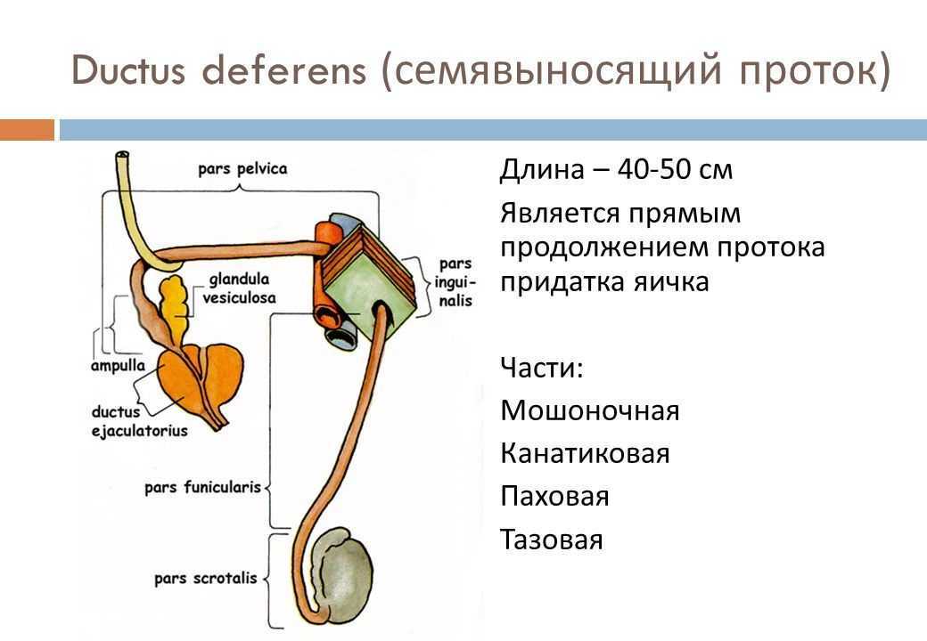 Запиши название органа обозначенного на рисунке цифрой 3 в именительном падеже