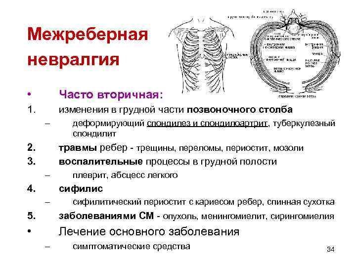 Анатомия ребер человека – информация: