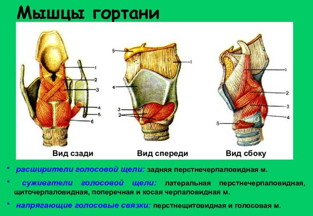 Дисфония. причины и коррекция дисфонии. гипотонусная дисфония