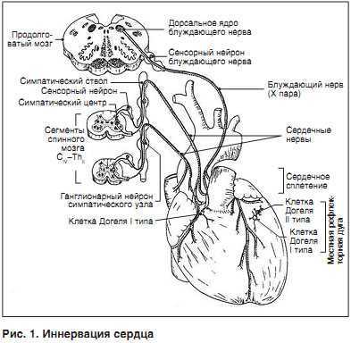 Строение и функции сердца человека
