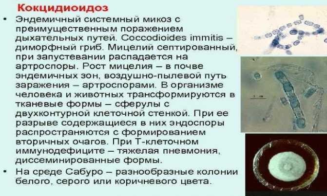 Кокцидиоз у кошек и собак | апиценна